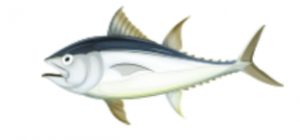 Cá ngừ trong Sổ tay Hải Dương