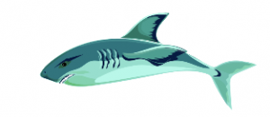 Cá mập chiếm 200 điểm trong Sổ tay Hải dương 