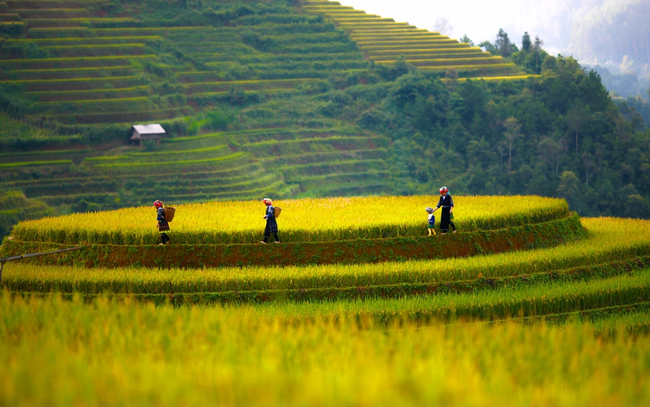 Mù Cang Chải mùa lúa chín