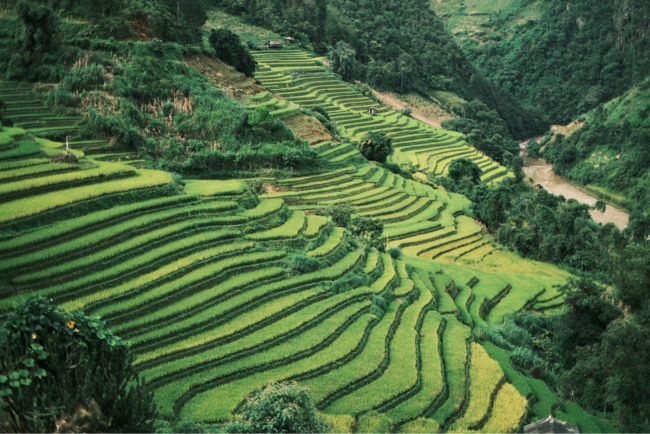 du lịch Mù Cang Chải 