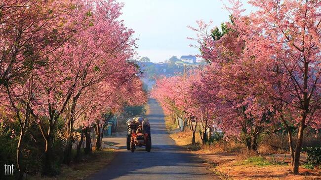 du lịch đà lạt du lịch đà lạt