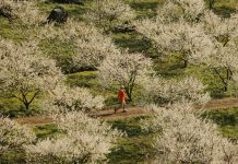 Mùa hoa mận Mộc Châu vào tháng mấy? Kinh nghiệm săn hoa mận từ A đến Z Mùa hoa mận Mộc Châu