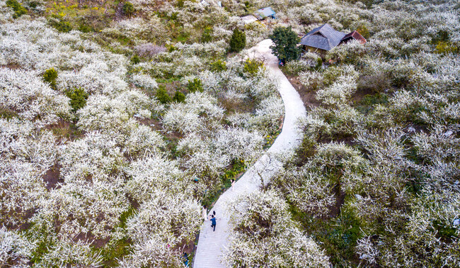 Mùa hoa mận Mộc Châu tháng mấy