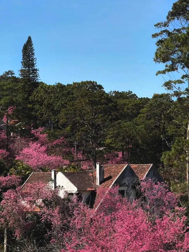 ngắm hoa anh đào Đà Lạt lung linh ngắm hoa anh đào Đà Lạt lung linh