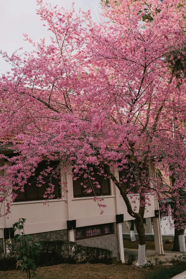 ngắm hoa anh đào Đà Lạt lung linh ngắm hoa anh đào Đà Lạt lung linh