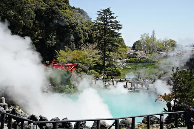 hoa anh đào nhật bản