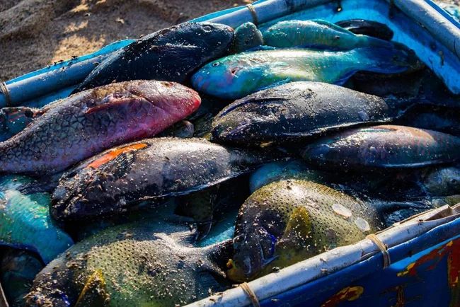 kinh nghiệm du lịch Phú Quý