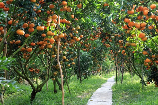 du lịch Cù Lao Thới Sơn